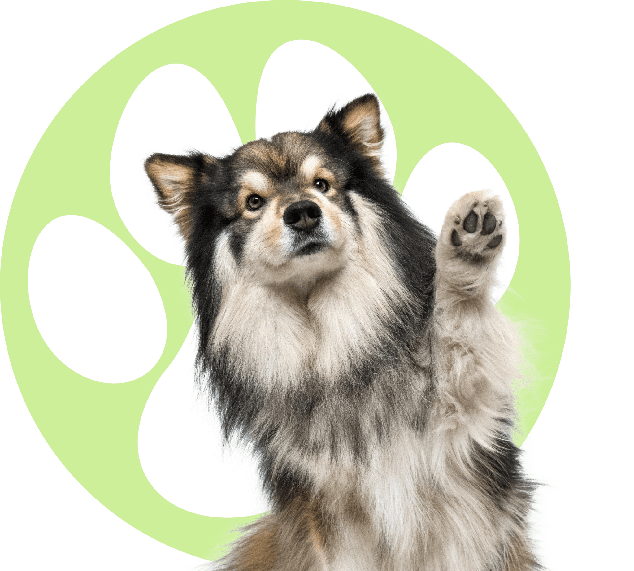 Fluffy Dog Holding Its Paw Up