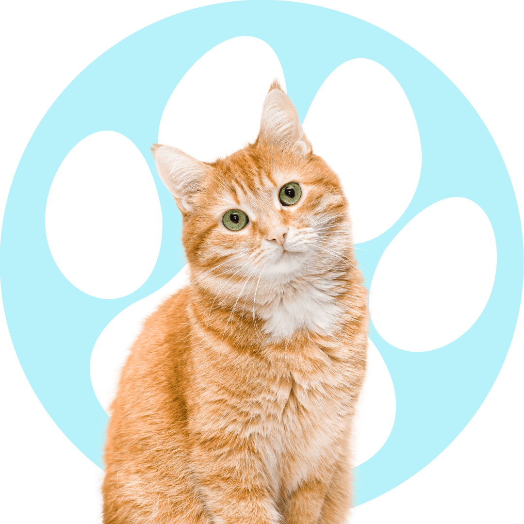 Orange Tabby Cat With Head Tilted