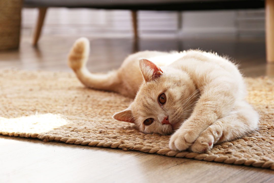 orange cat laying on rug and stretching