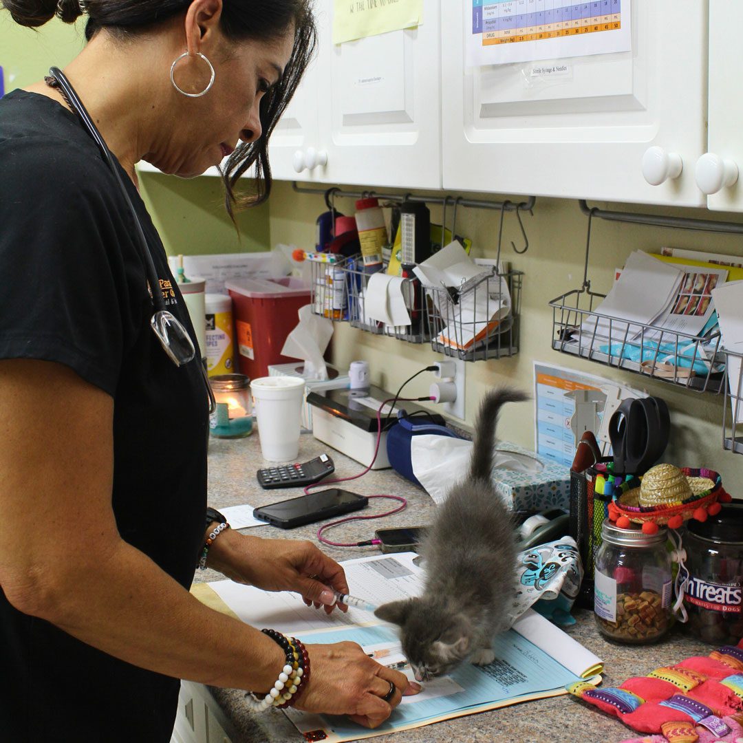 Kitten On The Counter