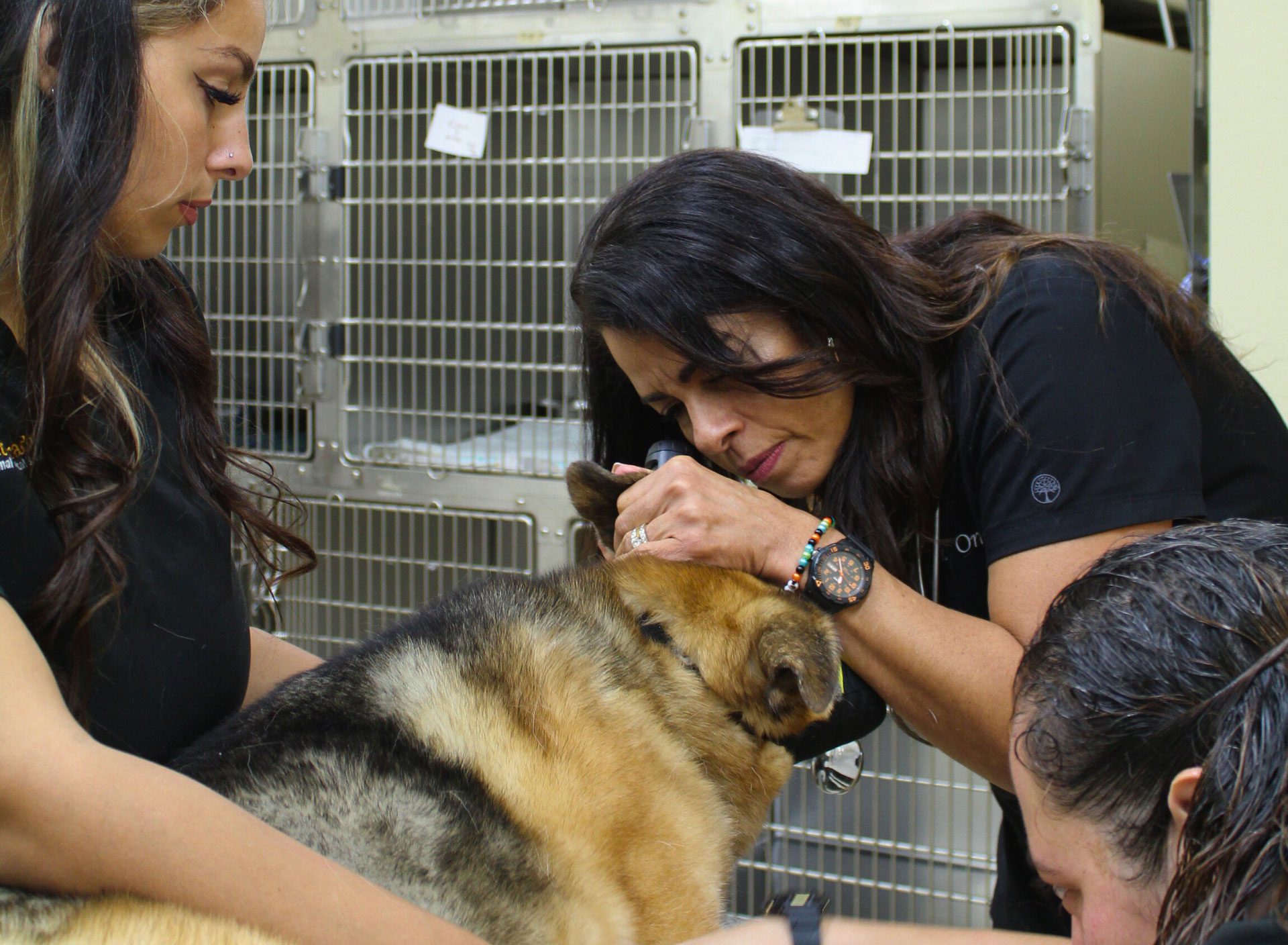 female veterinarian examining a German Shepherd's ear