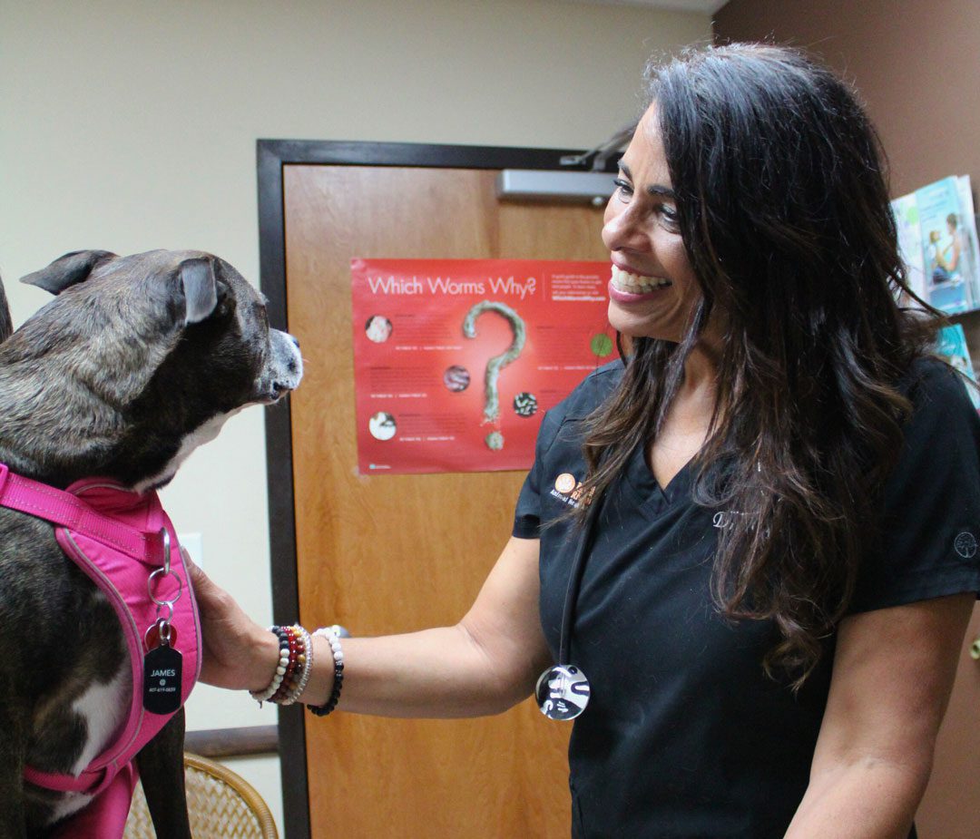 smiling female veterinarian petting a dog