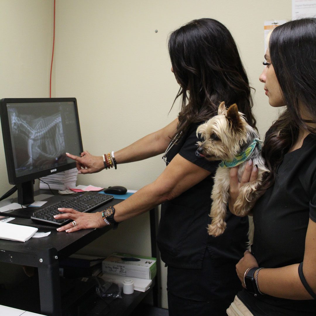 Veterinarians Looking At X Ray