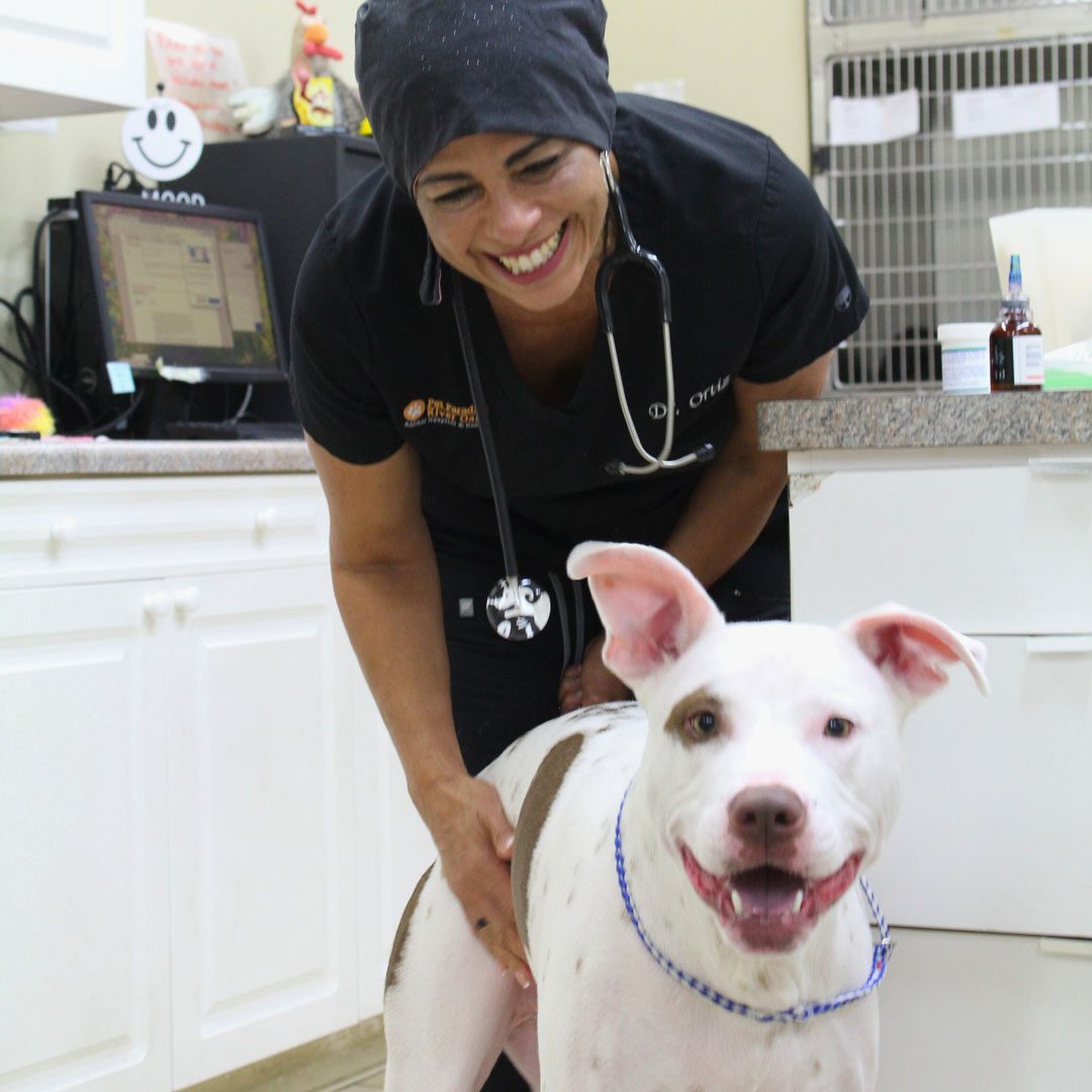smiling female veterinarian leaning to pet dog