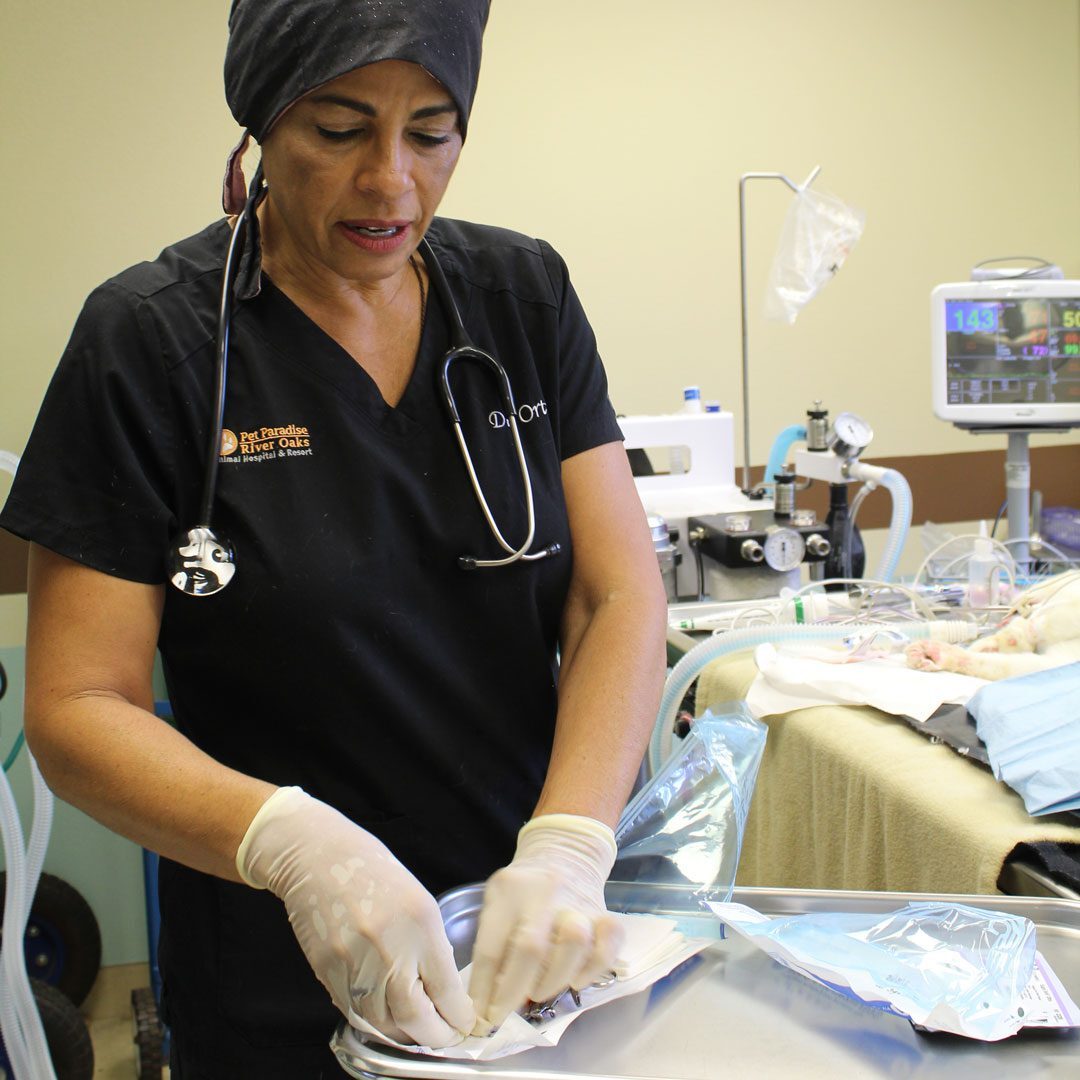 veterinarian getting ready to perform surgery