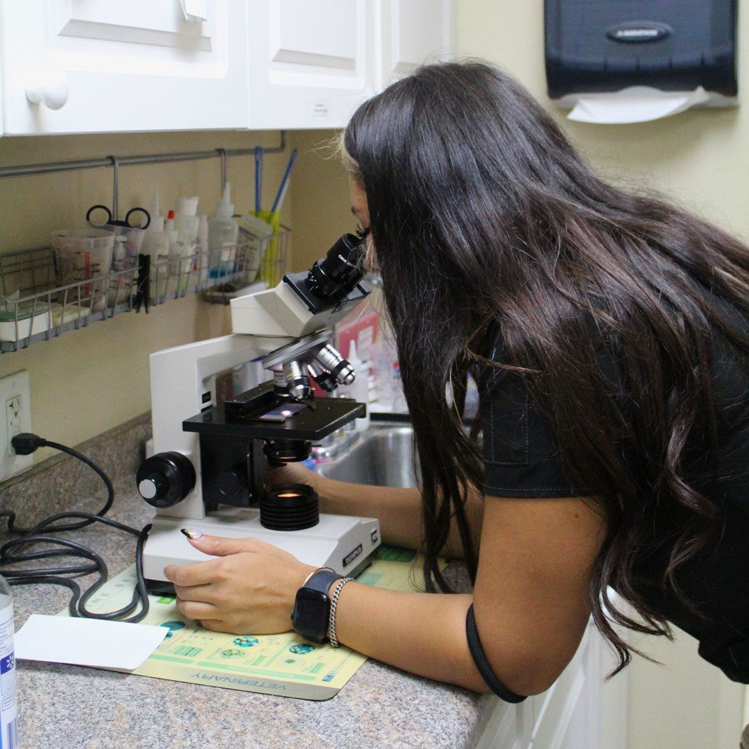 female veterinarian looking through a microscope