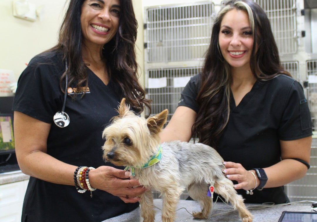 Yorkie At Wellness Exam